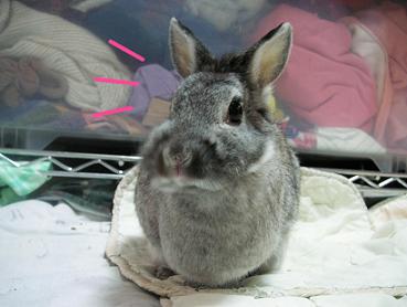 なぁにそれ?