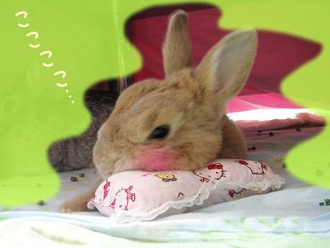 くこーくこー