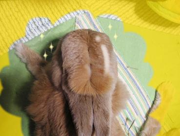 ぱりっ