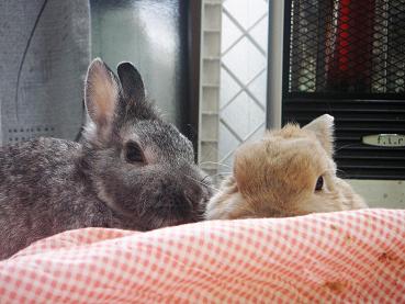 ひそり。