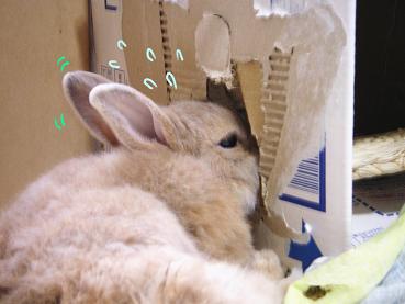 あゎゎゎ