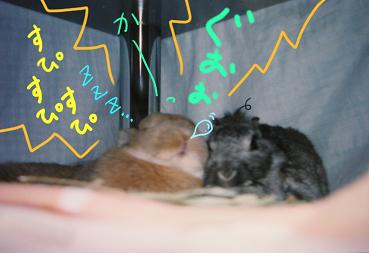 んがー。